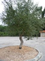 Moedasin yksinäinen Oliivipuu