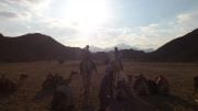 Jasser ja Essam ratsastaa kameleilla