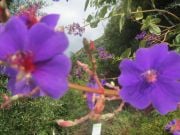Botanical  Park  & gardens of Crete 18km HaniastaNyt kukkia, perhosia ja eläimiä katsomaan..