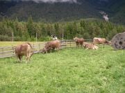Lehmät laiduntavat kylän reunalla