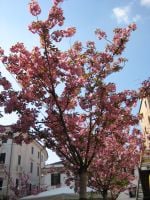 Trevison ulkokahvilassa kukkiva puu!