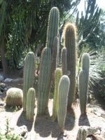 Kaupungin puutarhan kaktukset