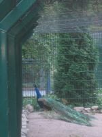 Kupittaanpuiston lintulammikko on saanut uuden asukkaan jota ei ole vuosiin vuosiin näkynyt.