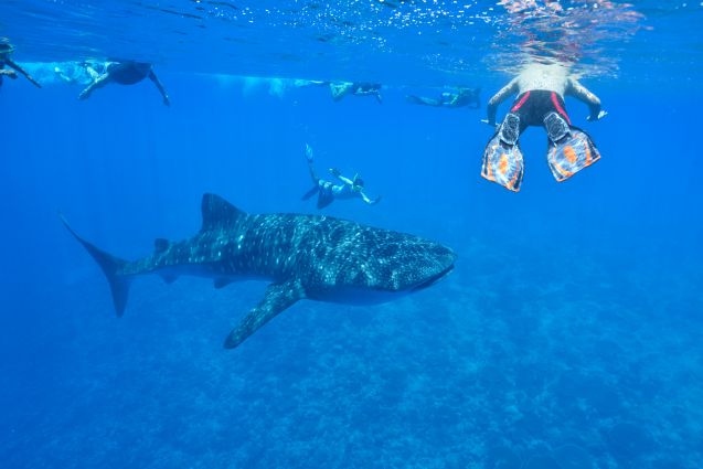 Malediiveilla pääsee pulahtamaan mereen myös haiden kanssa. Jos uskaltaa.