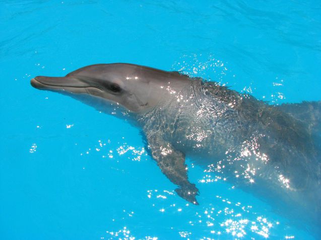 Delfiini Lovinassa