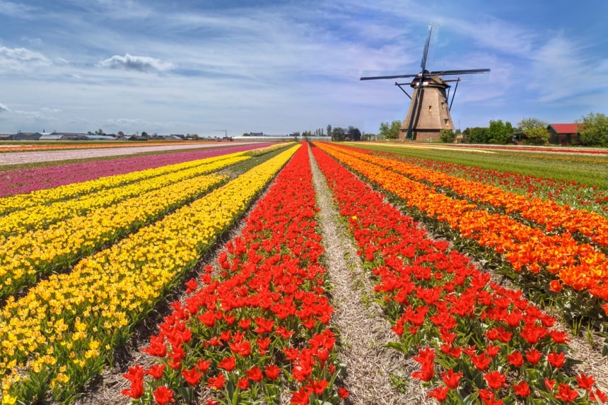 Amsterdamin lounaispuolella levittäytyvät valtavat tulppaanipellot. Kuva: © Digikhmer | Dreamstime.com