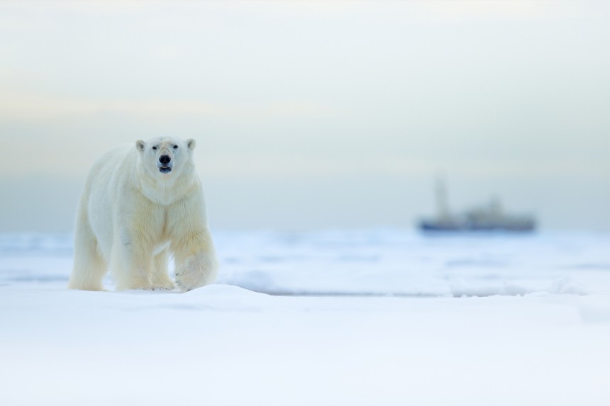 Huippuvuorilla voi nähdä jääkarhuja. Kuva: © Ondřej Prosický | Dreamstime.com