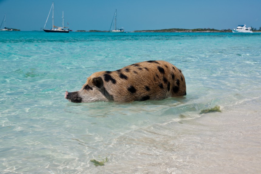 Bahaman Big Major Caylla pääsee snorklaamaan villipossujen kanssa.