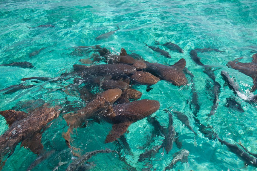Belizen Hol Chan Marine Reserve houkuttelee vaarattomia haikaloja.
