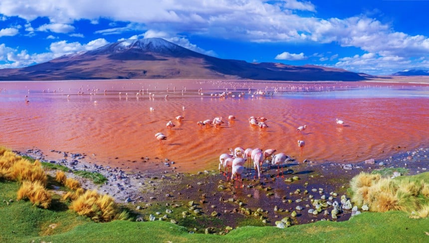 Bolivian hämmentävä Laguna Colorada. Kuva: Byelikova | Dreamstime.com
