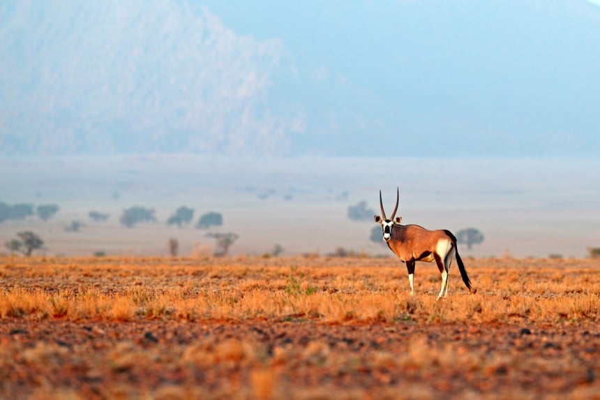 Kuumuudesta ja kuivuudesta huolimatta Namibin eläimistö on monimuotoinen. Kuva: Ondřej Prosický | Dreamstime.com