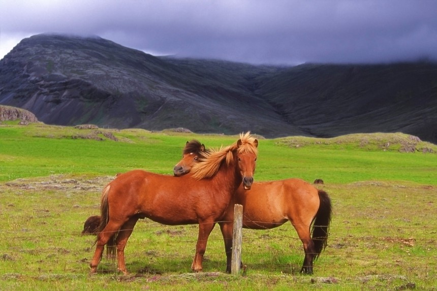 Ratsastaminen on yksi ikimuistoisimmista tavoista tutustua Islantiin ja sen luontoon. Kuva: © Csld | Dreamstime.com