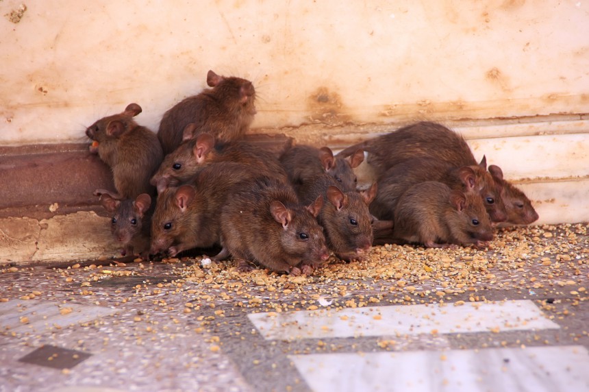 Intian Rajastanissa sijaitseva Karni Mata -hindutemppeli on tunnettu siitä, että siellä asustaa tuhansia rottia.