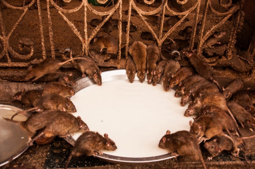 Karni Mata -hindutemppelin alueella rotat saavat liikkua vapaasti ja niitä jopa ruokitaan.