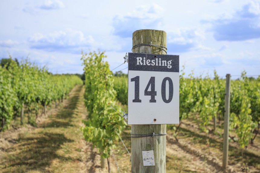 Finger Lakes New Yorkin osavaltiossa Yhdysvalloissa on tunnettu erityisesti Riesling-viineistään.