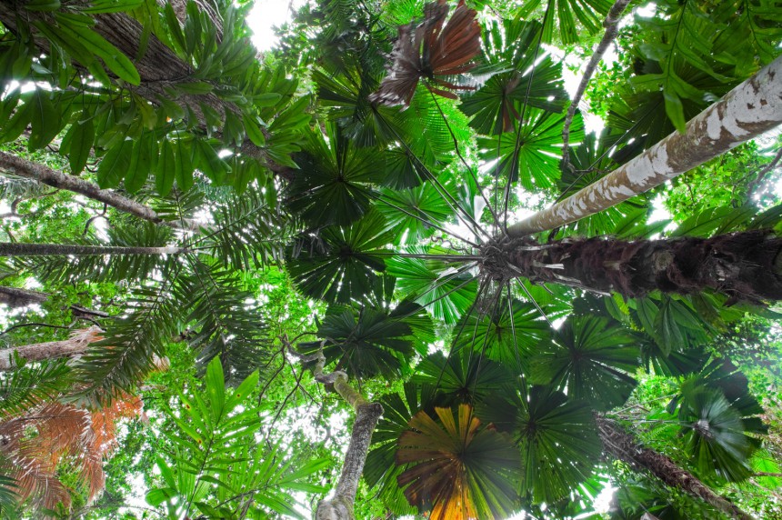 Daintreen sademetsässä pääsee ihailemaan australialaista eläimistöä ja kasvustoa. Kuva: Dirk Ercken | Dreamstime.com