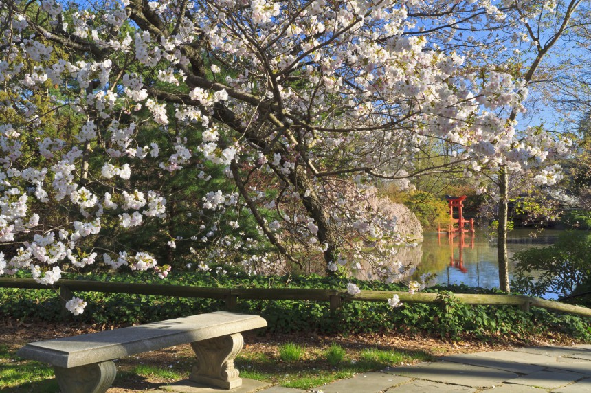 Brooklynin kasviteteellisessä puutarhassa on aasialaisvivahteinen tunnelma. Kuva: © Colin Young | Dreamstime.com