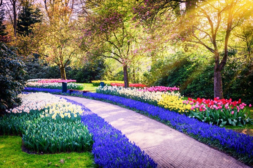 Keukenhofin puutarhassa kukkii yli seitsemän miljoonaa kukkaa. Kuva: © Paulgrecaud | Dreamstime.com