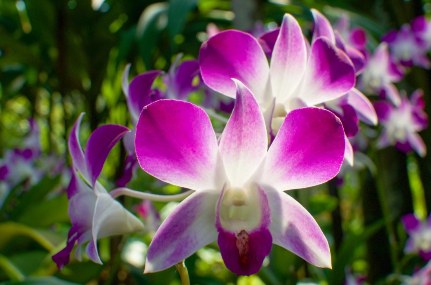 Suloiset orkideat ovat Singaporen kasvitieteellisen puutarhan vetonaula. Kuva: © Cristina Stoian | Dreamstime.com