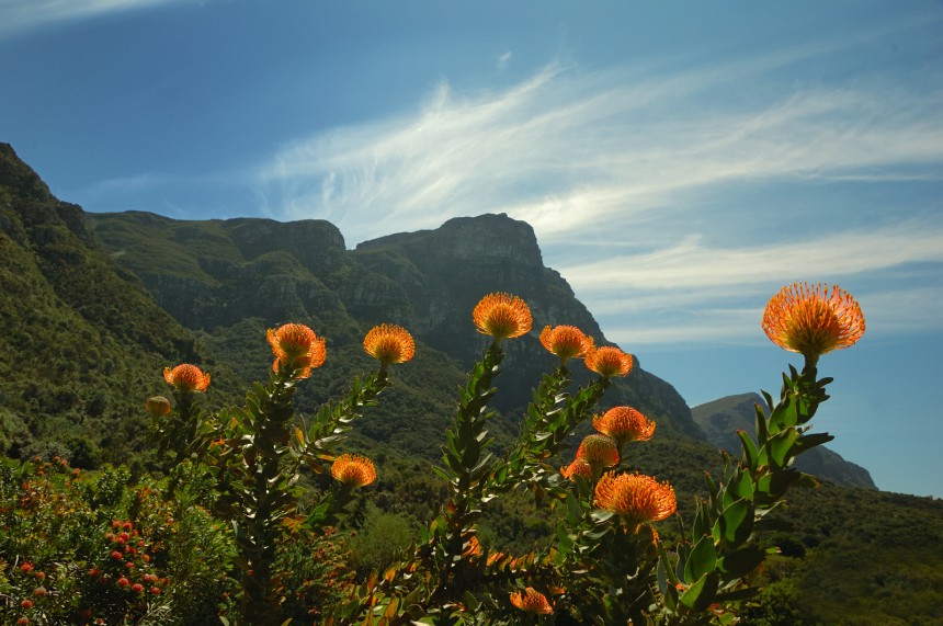 Kirstenboschissa kannattaa vierailla elo-marraskuussa, jolloin kukkaloisto on kauneimmillaan. Kuva: © Holger Karius | Dreamstime.com