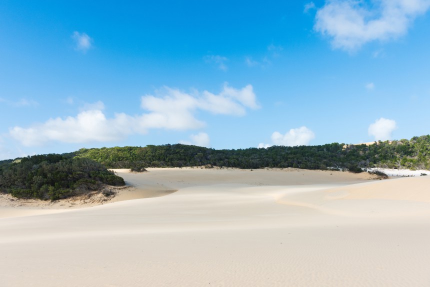 Fraser Islandin luonto on hyvin omalaatuista: metsä kasvaa keskellä hiekkadyynejä.