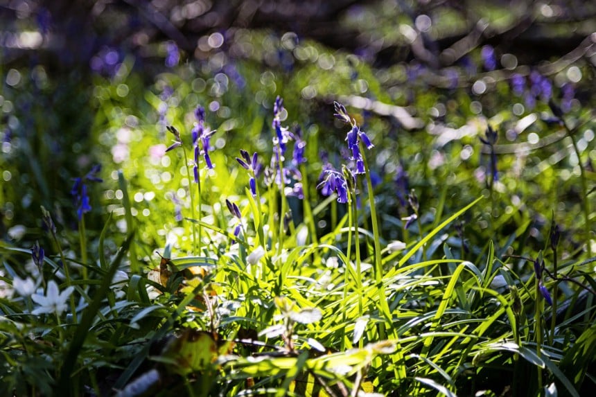 Kukkia, kukkia! Belgialainen metsä muuttuu kevään myötä maagisen siniseksi