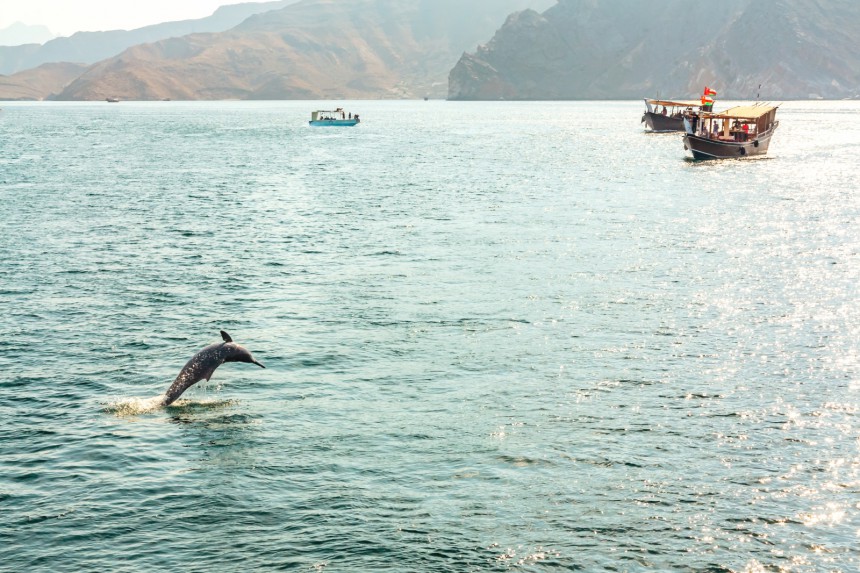 Musandamin niemen ympäristössä voi ihailla luonnonvaraisia delfiinejä. Kuva: Galina Sandalova | Adobe Stock