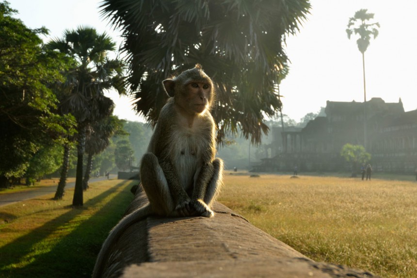 Angkorin alueella voi törmätä myös apinoihin. Kuva: © Znm | Dreamstime.com