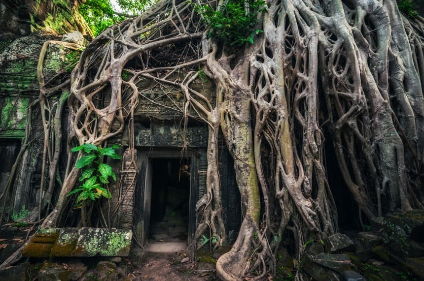 Tomb Raider -temppeli eli Ta Phrom on kuuluisa valtavista puistaan. Kuva: © Lakhesis | Dreamstime.com