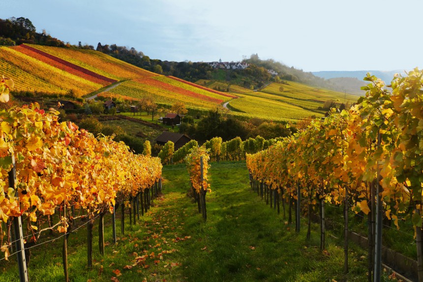 Stuttgartin ympäristössä on runsaasti viinitiloja. Kuva: © Magicbeam | Dreamstime.com