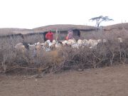 maasaikylän lammaspaimenet
