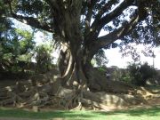 Jardim Antonio Borges, mahtava puu ja juuret