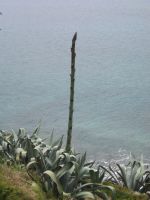 Ponta Del Gada, kummallinen kasvi