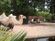 Kameli ja poro samassa aitauksessa - luonnollisesti @ Artis Zoo