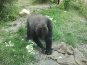 Gorilla salaatilla @ Artis Zoo