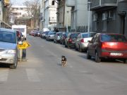 Kulkukoiran pentu Bukarestin kadulla