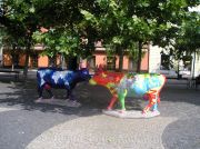 Lehmäpatsaita Bratislavan kadulla