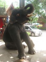 retki 7:n Temppelin rauniot  Ayutthayalle, tämän norsun kanssa on minusta kuva myös