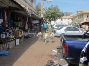 Arkipäivää Banjulin kaduilla