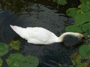 kaunis lintu likavedessä
