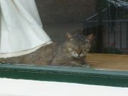 kissa istui ikkunalla...