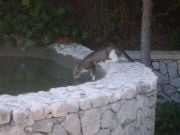 kissa vesipuistossa