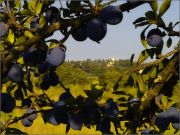 Sininen oliivi