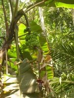 banaanipuu