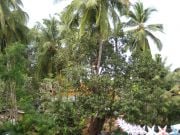 Kookospähkinöiden pudotusoperaatio joulujuhlan turvaamiseksi