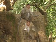 apinoita Doodhsagarin vesiputouksella