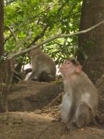 apinoita Doodhsagarin vesiputouksella