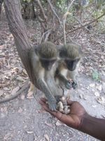 Apinat syömässä