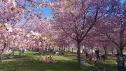 Roihuvuoren Kirsikkapuisto on keväisin suosittu retkipaikka. 