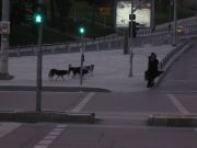 Koirat liikennevaloissa